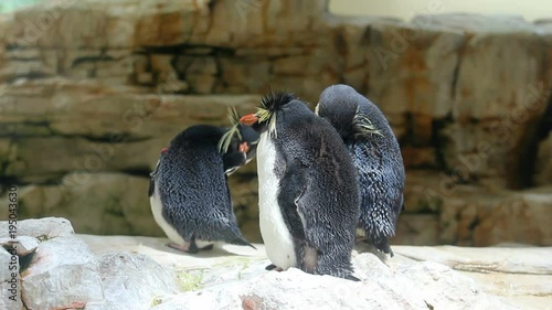 Three penguins, Northern Rockhopper Penguin - Eudyptes moseleyi photo