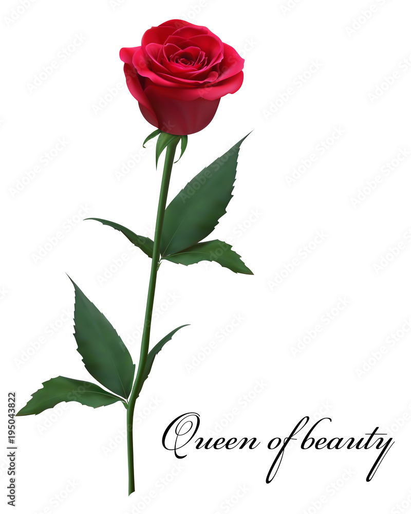 Fototapeta premium Realistic red rose, Queen of beauty