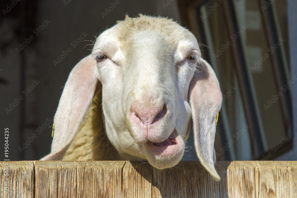 Fototapeta premium Owca - Allgäu - farma - zabawna - urocza - drzwi
