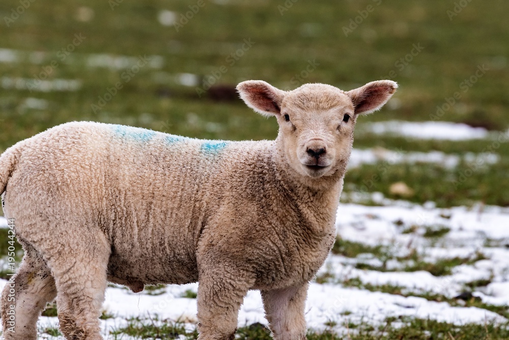 Obraz premium lamb staring back