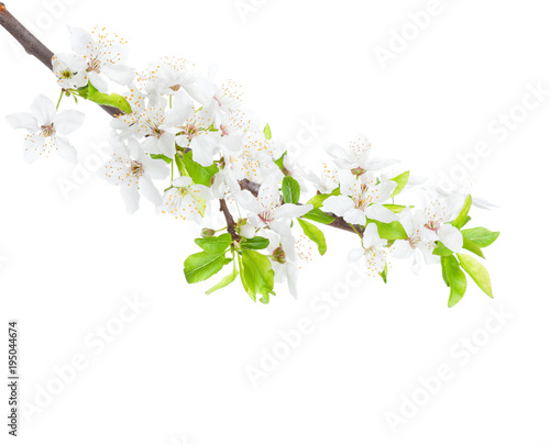Flowering branch of the apple-tree isolated on white background