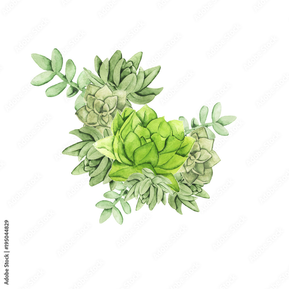 Green succutents bouquet isolated on white background. Hand drawn watercolor illustration. Green succutents bouquet isolated on white background. Hand drawn watercolor illustration.