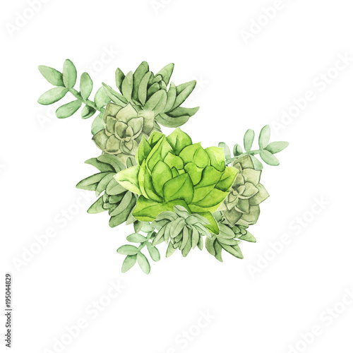 Green succutents bouquet isolated on white background. Hand drawn watercolor illustration.