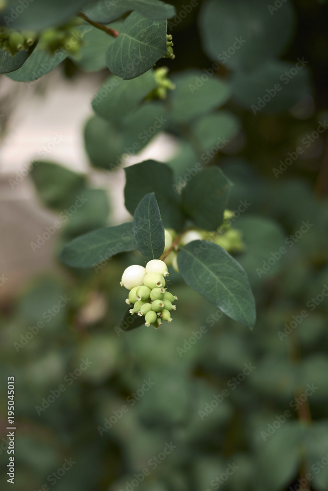 Symphoricarpos albus Symphoricarpos albus