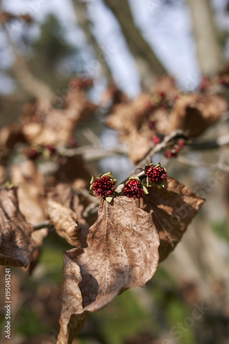 Parrotia persica blossom