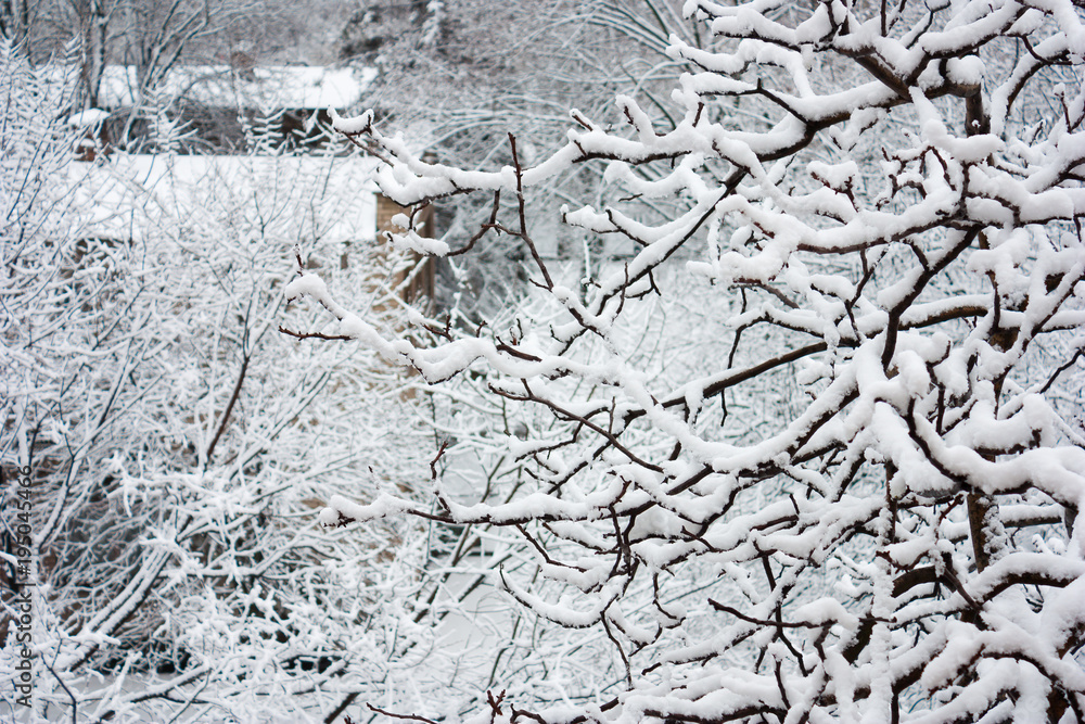 Paesaggio urbano con i rami di un albero coperti di neve Paesaggio urbano con i rami di un albero coperti di neve