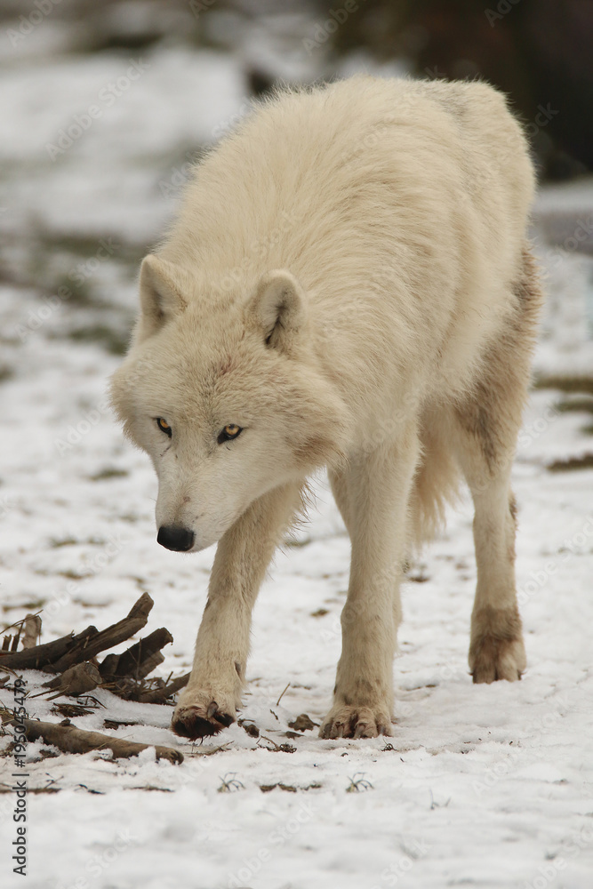 Loups blancs en hiver
