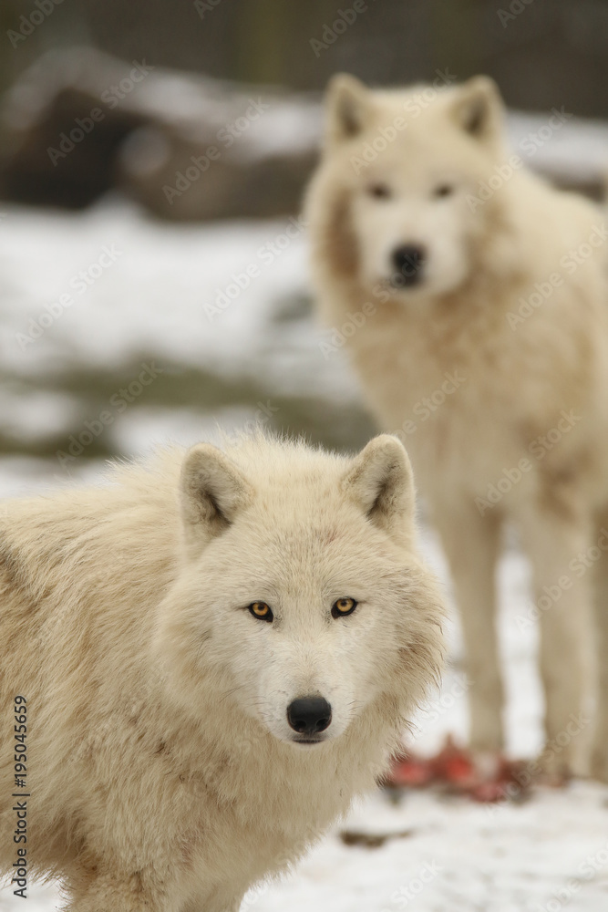 Loups blancs en hiver