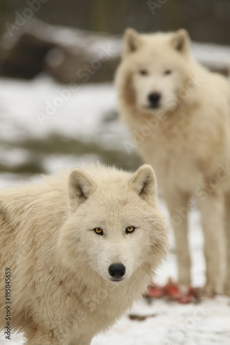 Obraz na płótnie Loups blancs en hiver w salonie