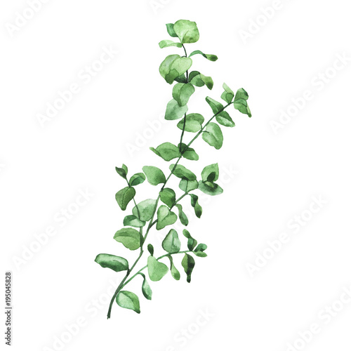 Eucalyptus branch isolated on white background. Hand drawn watercolor illustration.