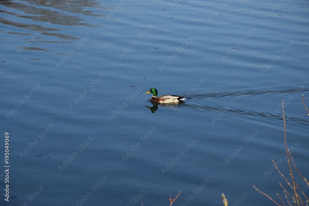 Fototapeta premium Canard col vert