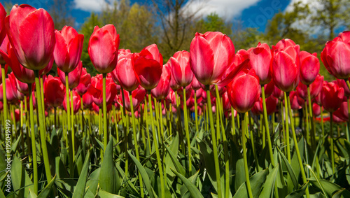 Tulip culture  Netherlands