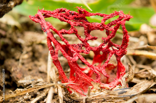 Cogumelo Clathrus Ruber photo