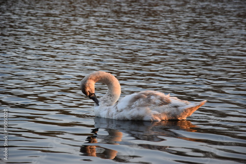 Jeune cygne blanc sur lac