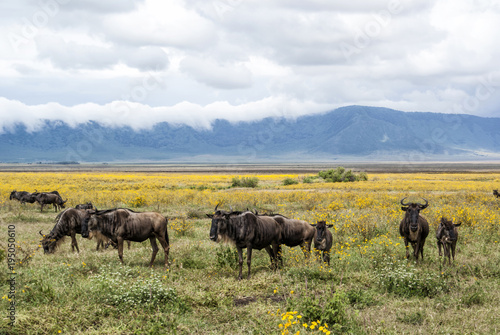 Wildebeest in the Ngorongoro Crater in Tanzania