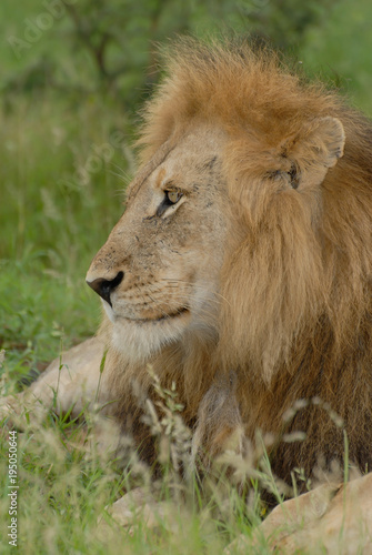 Close up side headshot of male lion lying in grass with large mane