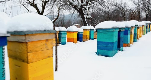 Rows of colorful beehives covered in snow at winter