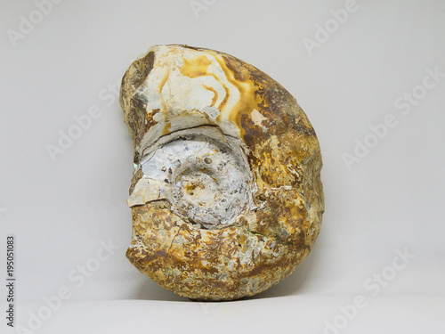 Plant Leaf fossil embedded in stone, real ancient petrified shell, isolated on white