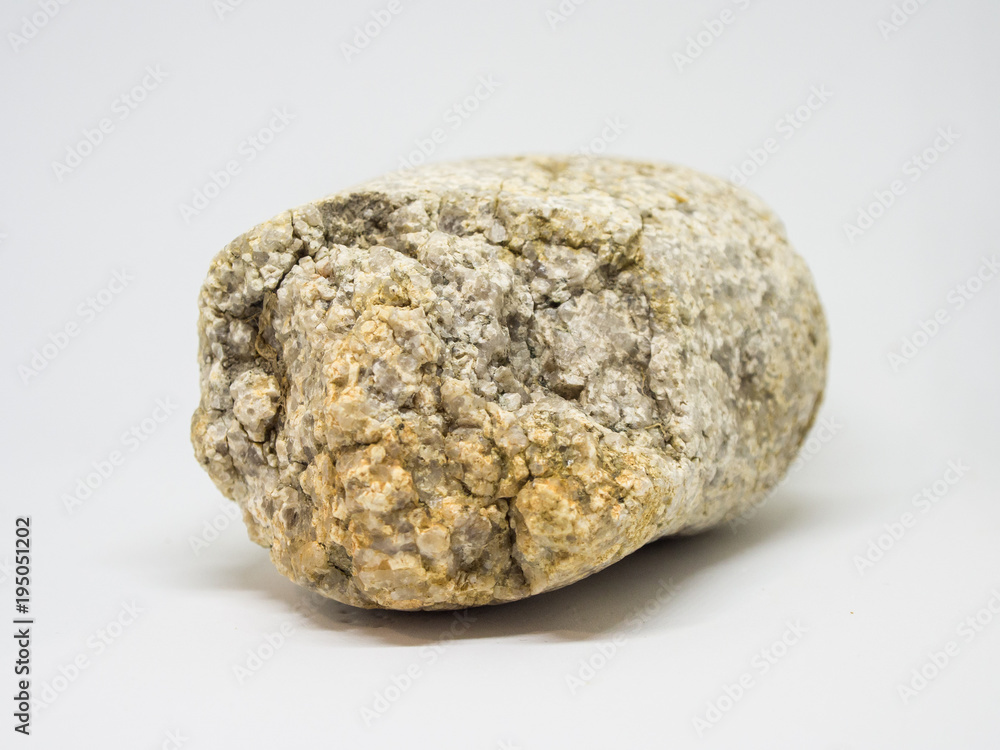 Plant Leaf fossil embedded in stone, real ancient petrified shell, isolated on white Plant Leaf fossil embedded in stone, real ancient petrified shell, isolated on white