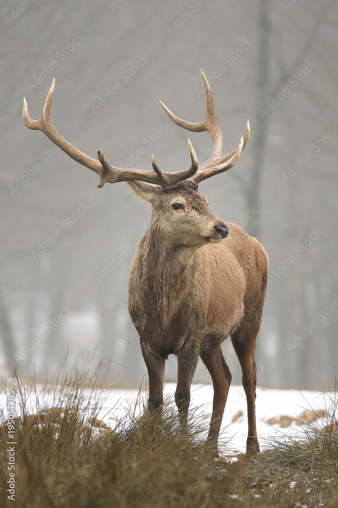 Cerf en hiver