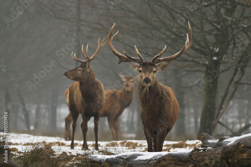 Cerf en hiver