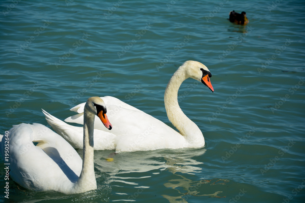 Obraz premium A couple of white swans on Balaton lake. Siofok, Hungary