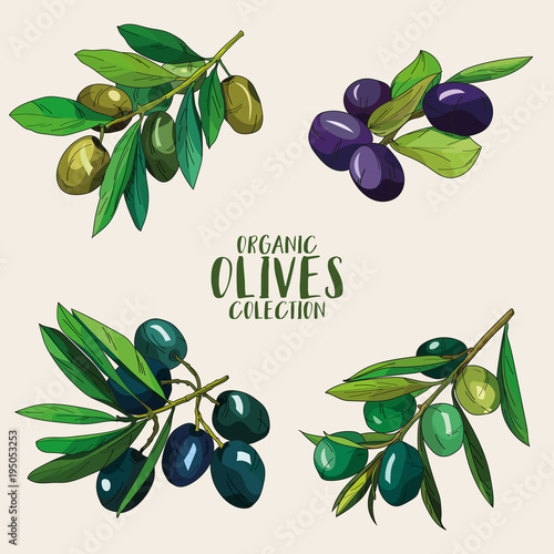 Artistic olives set in vector can be used in different spheres such as marketing, organic products companies, healthy food restaurants, as a logo of virgin olive oil or part of design or illustration.