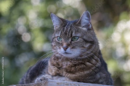 Watchful Tabby Cat - Felis catus