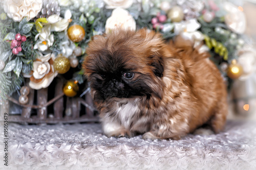 Cute little pekingese puppy photo