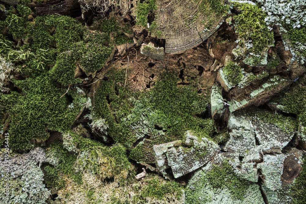 Obraz premium forgotten firewood