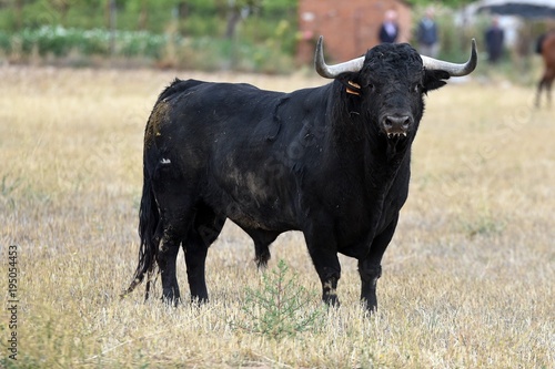 toro en españa