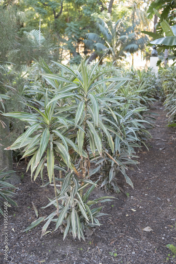Fototapeta premium Dracena Variegada