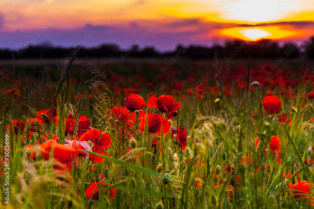 Obraz premium Pola maku na zachodzie słońca