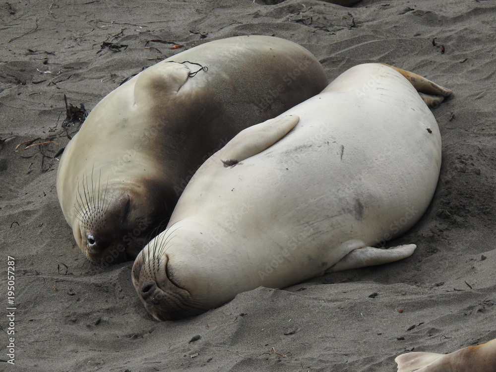 Two seals cuddling Two seals cuddling