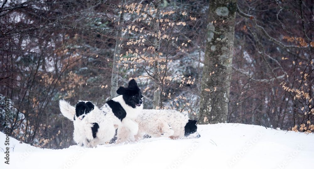 landseer dog pure breed in snow winter playing sport one landseer dog pure breed in snow winter playing sport one