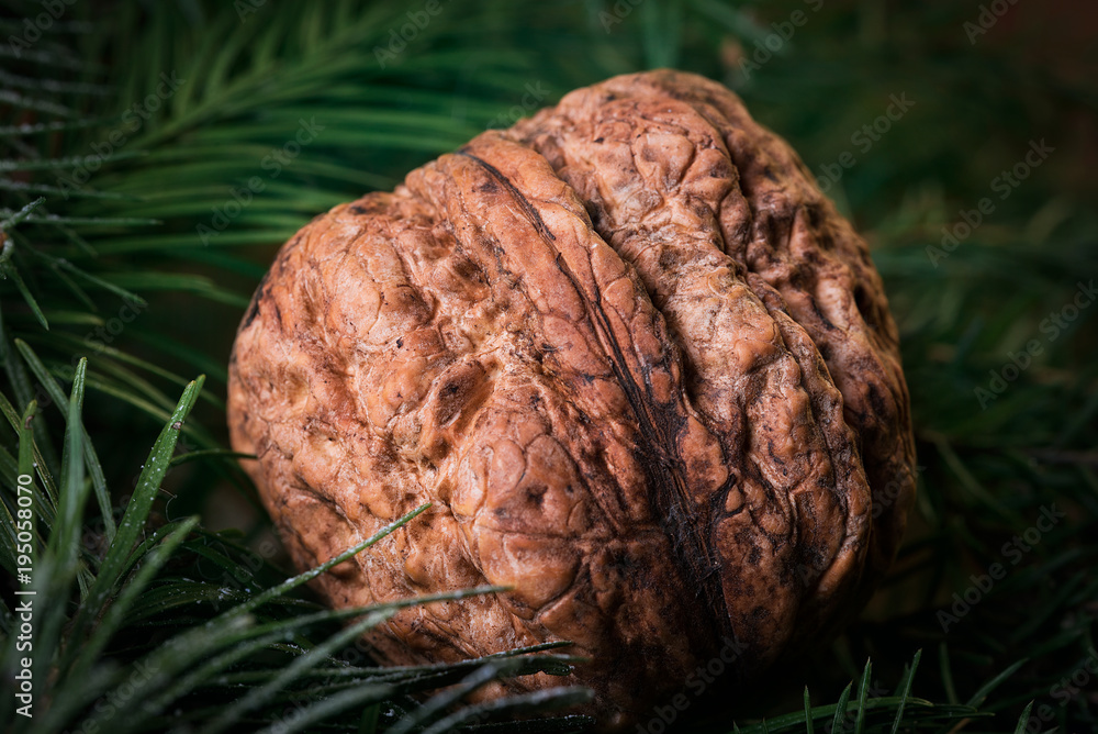 Fototapeta premium Walnut close-up. In the leaves of a tree.