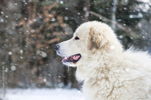 Pyrenean Mountain Dog in winter forest