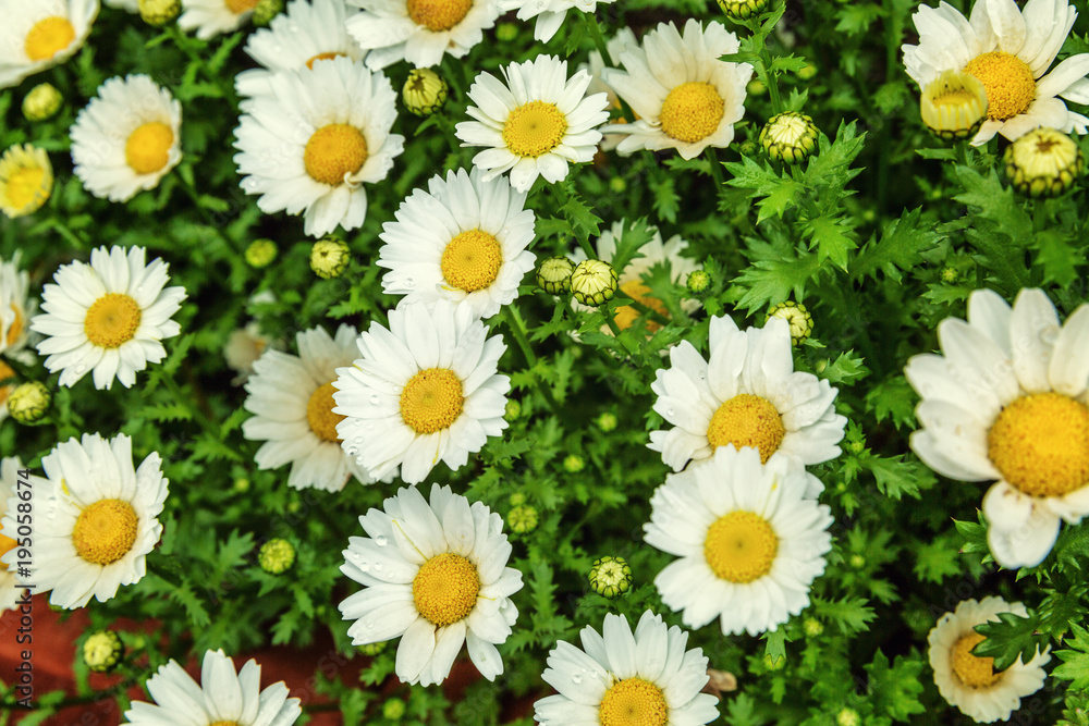 Flowerbed with beautiful flowering daisies