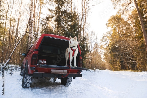 Fototapeta Naklejka Na Ścianę i Meble -  Husky in the trunk of an SUV