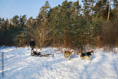 The man with dog sled in the winter forest