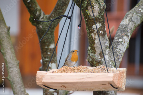 Pettirosso sul posatoio in inverno photo