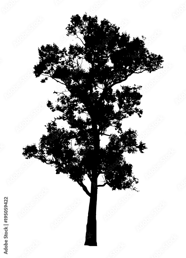 tree silhouette isolated on white background. tree silhouette isolated on white background.