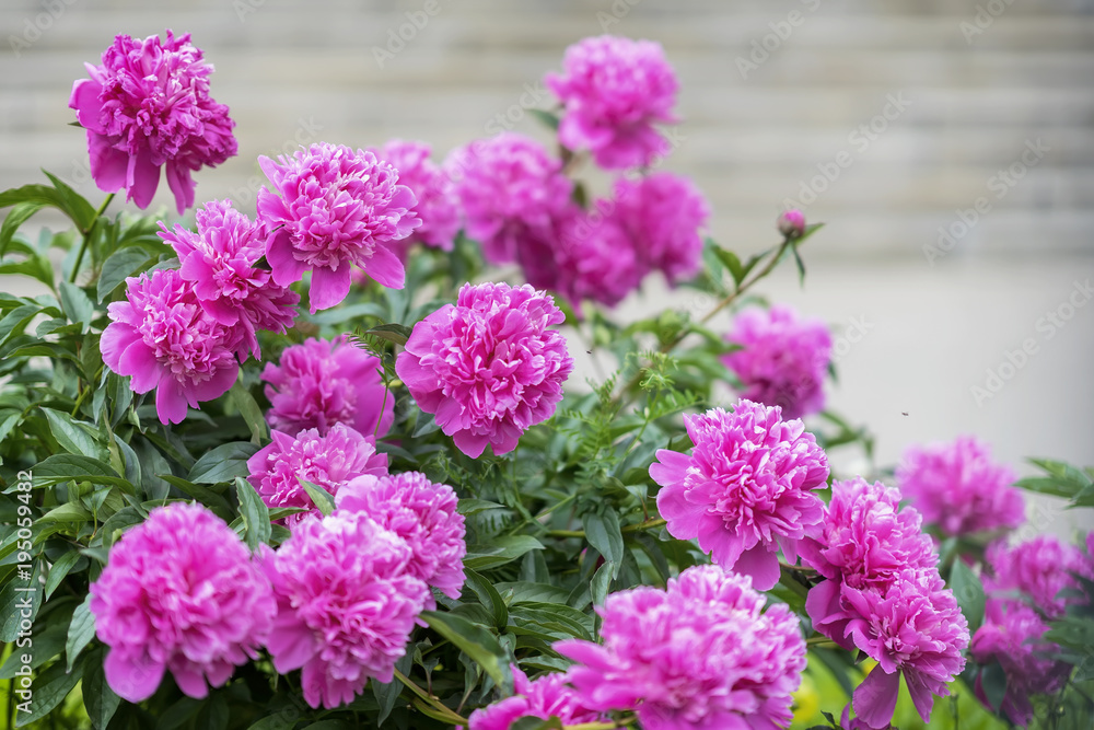 Abundant lush flowering Pink purple peonies in garden. Traditional floral symbol of China, where used in art and called king of the flowers Abundant lush flowering Pink purple peonies in garden. Traditional floral symbol of China, where used in art and called king of the flowers