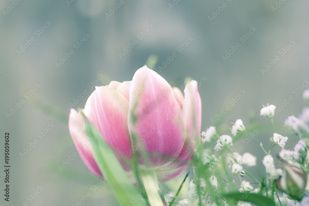 Eine einzelne Tulpe vor einem Holzhintergrund. Blumen und Blüten - sanfter Start in den Frühling. Eine einzelne Tulpe vor einem Holzhintergrund. Blumen und Blüten - sanfter Start in den Frühling.