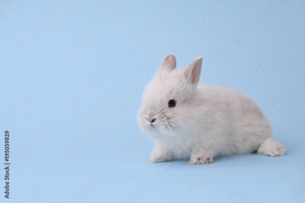 White bunny rabbit on blue background. Easter holiday concept.