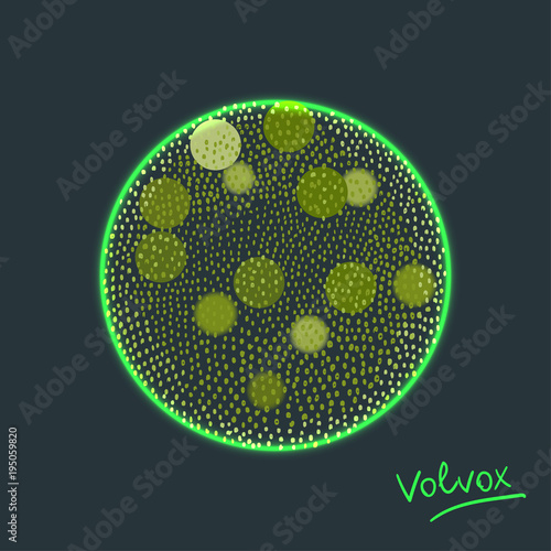 Vector illustration of Volvox -polyphyletic genus of chlorophyte green algae living in ponds, ditches and puddles