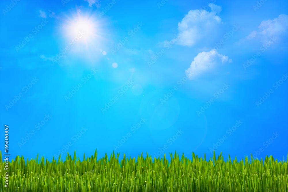Fototapeta premium the sun illuminates the blades of grass. Spring decoration.