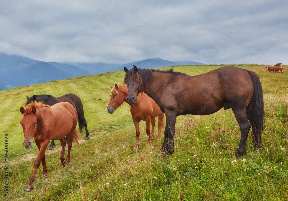 Obraz premium Horses in mountain valley. Beautiful natural landscape