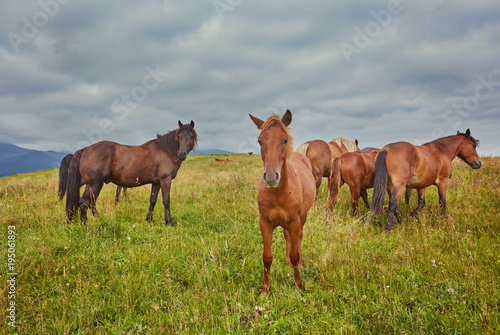herd of horses is grazed against mountains © Ryzhkov Oleksandr