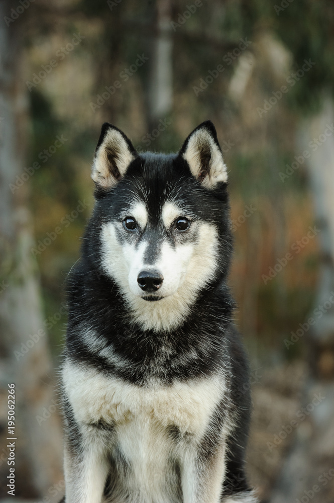 Siberian Husky dog outdoor portrait